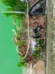Emplectonema gracile