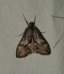 Evergestis subterminalis
