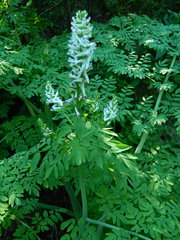 Corydalis caseana hastata