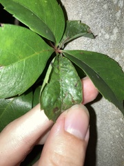 Liriomyza schmidti