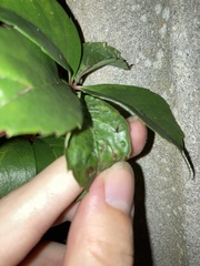 Liriomyza schmidti