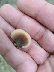 Lentinellus castoreus