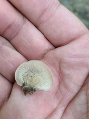 Lentinellus castoreus