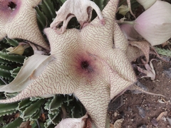 Stapelia gigantea