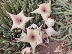 Stapelia gigantea