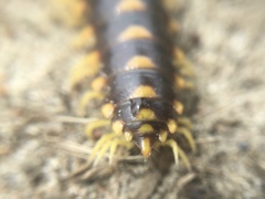 Rudiloria