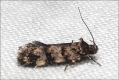 Barea subviridella