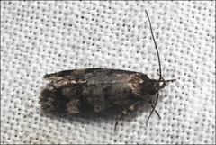Barea subviridella