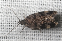 Barea subviridella