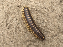 Rudiloria