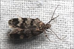 Barea subviridella