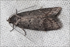 Ericrypsina chorodoxa