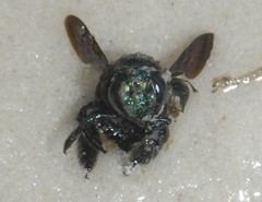 Xylocopa bombylans