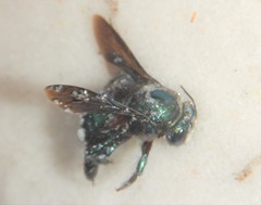 Xylocopa bombylans