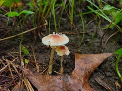 Leucoagaricus coerulescens
