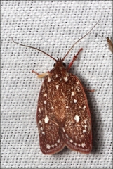 Euchaetis metallota