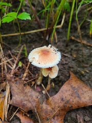 Leucoagaricus coerulescens