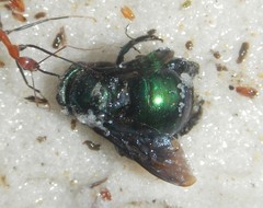 Xylocopa bombylans