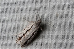 Eulechria xeropterella