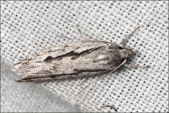 Eulechria xeropterella