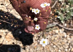 Ivesia santolinoides