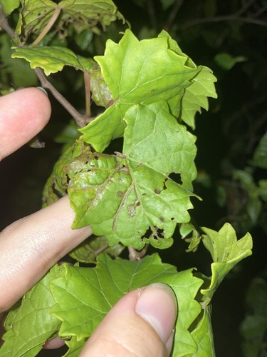 Phyllocnistis vitegenella complex photo 6