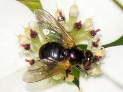 Blera nigra
