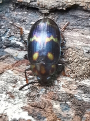 Ceropria superba