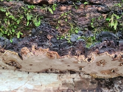 Fulvifomes johnsonianus