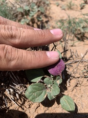 Tidestromia lanuginosa