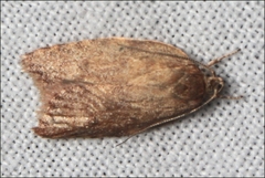 Garrha limbata