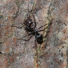 Iridomyrmex rufoniger
