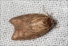 Garrha limbata