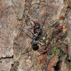 Iridomyrmex rufoniger