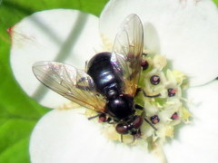 Blera nigra