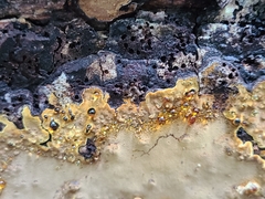 Fulvifomes johnsonianus