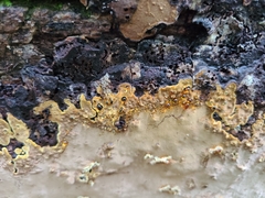 Fulvifomes johnsonianus