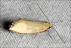 Microbela monodyas