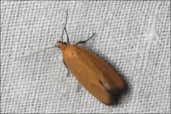 Microbela monodyas