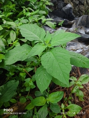 Physalis minima