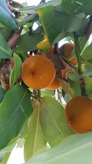 Diospyros blancoi