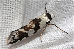 Oxythecta alternella