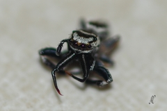 Messua limbata