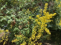 Koelreuteria paniculata