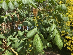 Koelreuteria paniculata