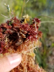 Sphagnum medium