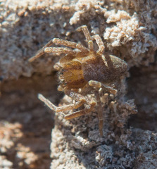 Philodromus rufus