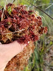 Sphagnum medium