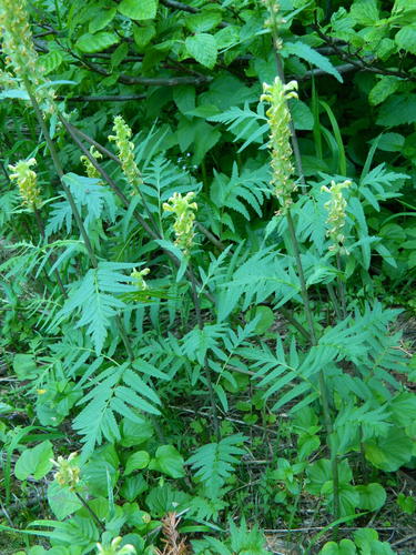 Pedicularis bracteosa var. siifolia