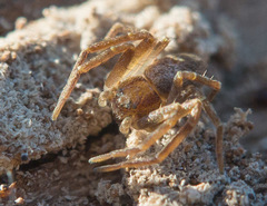 Philodromus rufus